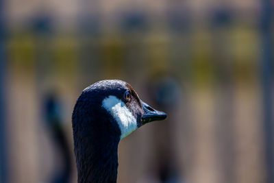 Close-up of canada goose