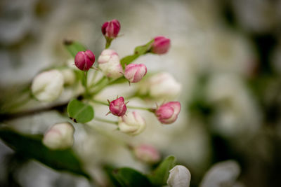 Close-up of pink flowering plant