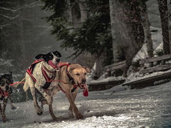 Dog running on snow covered land