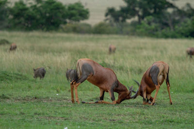 Topi antelopes fighting for dominance 