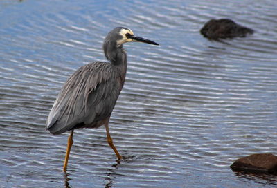 High angle view of gray heron on lake