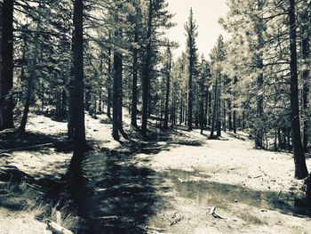 Trees in forest