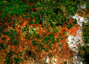 Low angle view of trees in forest