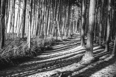Panoramic shot of trees growing in forest