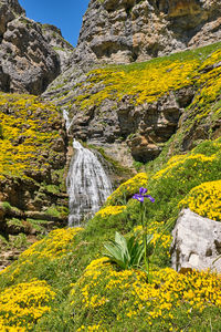 Yellow flowers growing on rock