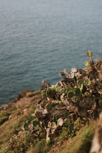 Close-up of plants by sea