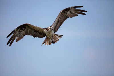 Osprey bird of prey pandion haliaetus flying across a blue sky over clam pass in naples, florida