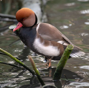 Close-up of bird perching on a lake