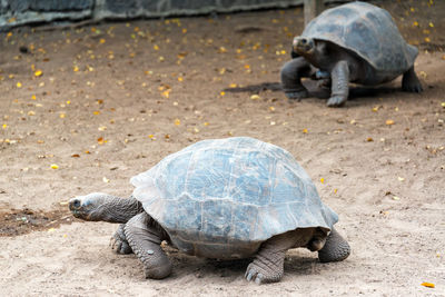 Tortoises on field