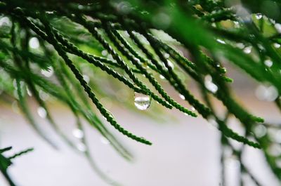 Close-up of raindrops on pine tree