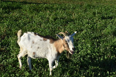 Sheep standing in a field