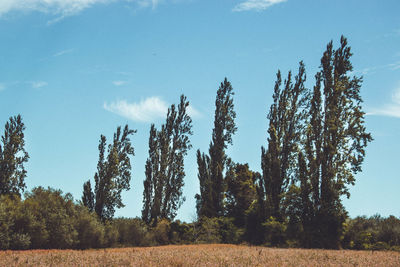 Trees on field against sky