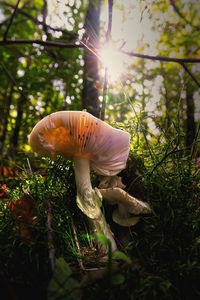 Close-up of mushroom growing on field