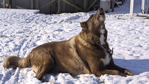 Close-up of dog sitting on snow