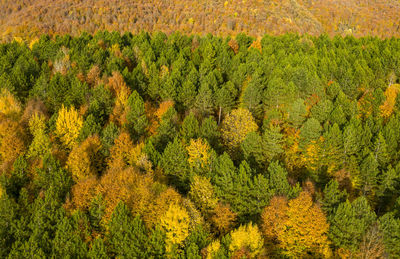 High angle view of pine trees in field