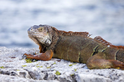 Close-up side view of iguana on land