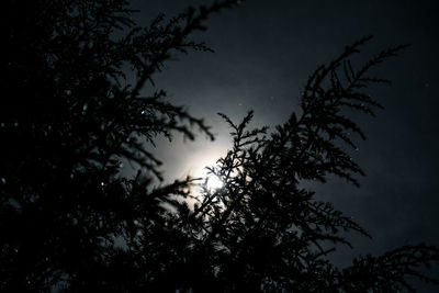 Low angle view of silhouette tree against sky at night