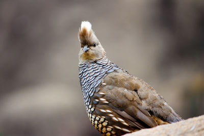 Close-up of bird perching