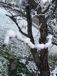 Bare trees on snow covered landscape