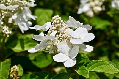 Close-up of white flowering plant