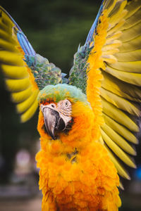 Close-up of parrot