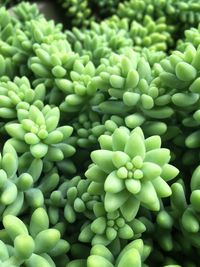 Full frame shot of green beans