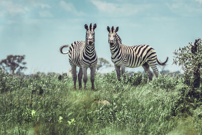 Zebras standing on field against sky