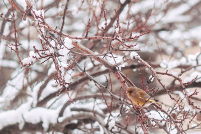 Low angle view of a bird on branch