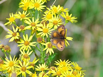 Close-up of bee pollinating flower