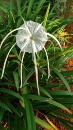 Close-up of white flower blooming in field