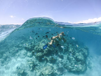 View of fishes swimming in sea