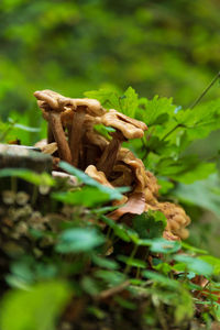 Close-up of mushroom growing on field