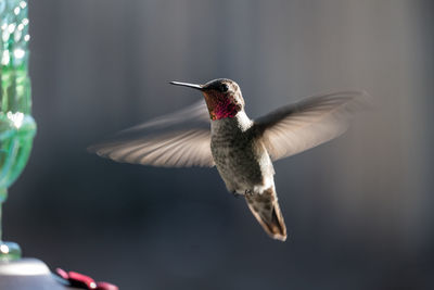 Close-up of hummingbird hovering by bird feeder