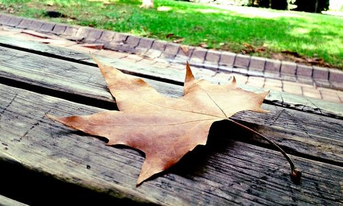 High angle view of maple leaf