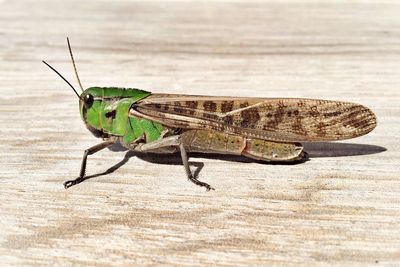 Close-up of grasshopper on wooden table
