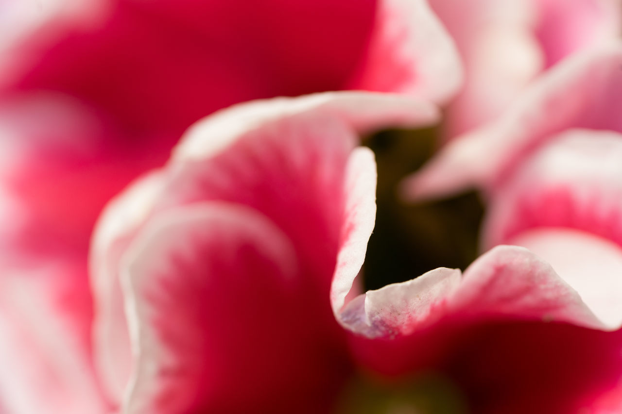 FULL FRAME SHOT OF PINK FLOWER