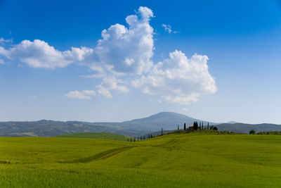 Scenic view of field against sky