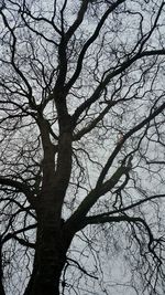 Low angle view of bare tree against sky