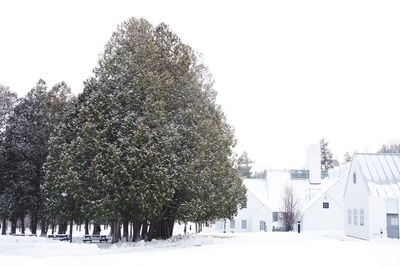 Snow covered trees