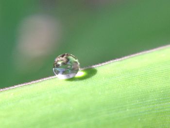 Close-up of snake on green leaf