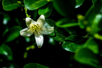 Close-up of white flowering plant