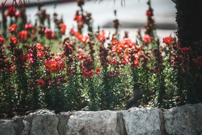 Close-up of red flowering plants