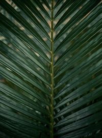 Full frame shot of palm leaves