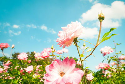 Close-up of pink flowering plant against sky