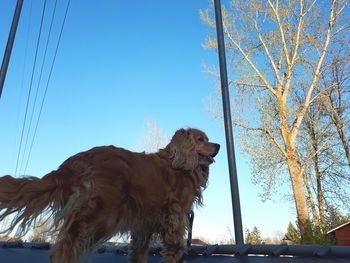 Low angle view of dog against clear blue sky