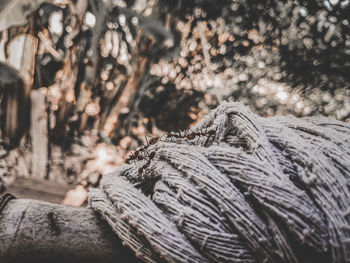 Close-up of person with snow on tree during winter