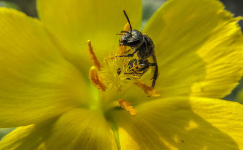 Close-up of insect on yellow flower