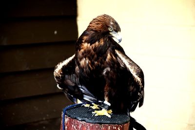 Close-up of a bird perching on wall