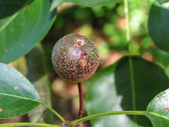 Close-up of fruit growing on tree