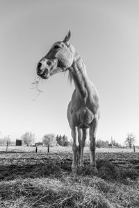 Horse standing on field against sky